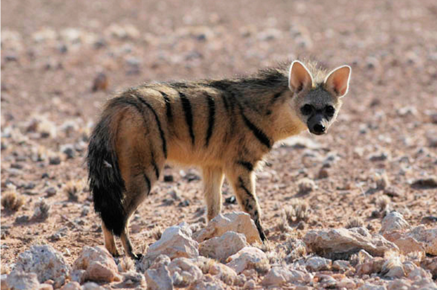 Hunting Experiences with Wintershoek Safaris