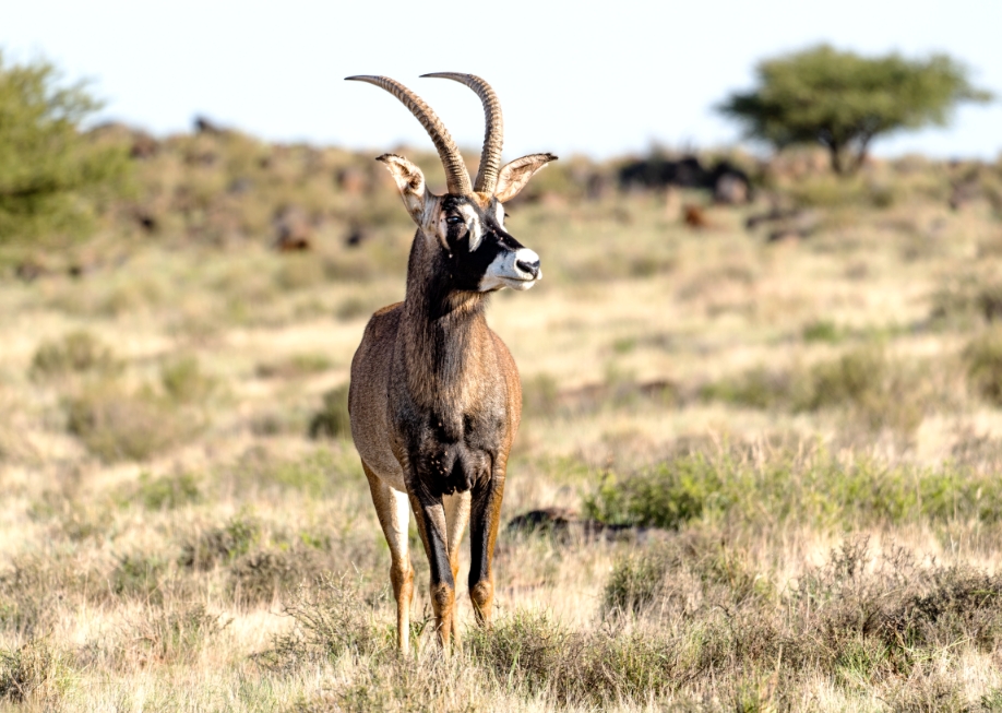 Roar Red Bull 3 — Plains Game Hunting